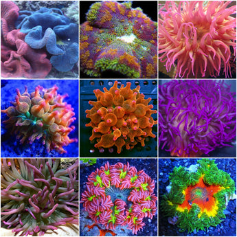 Anemones