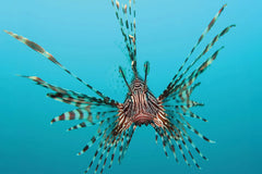 Lionfish