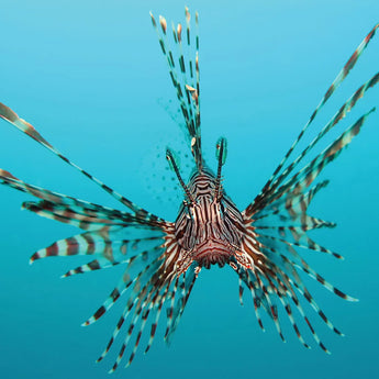 Lionfish