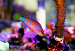 Wrasse: Six Line