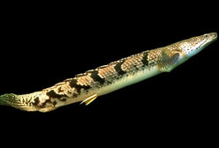 Bichir Delhizi