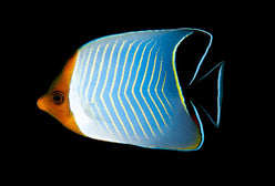 Butterfly: Larvatus; Red Sea