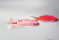 Anthias: Tiger Lori