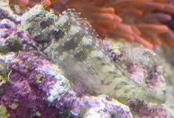 Blenny: Lawnmower