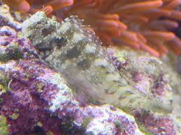 Blenny: Lawnmower