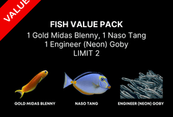 AAA: Fish Value Pack