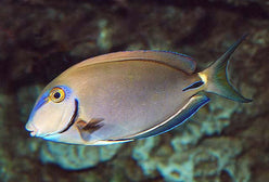 Tang: Ocean Surgeonfish; Atlan