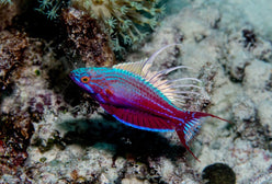 Wrasse: Blue Flasher