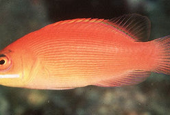 Wrasse: Disappearing