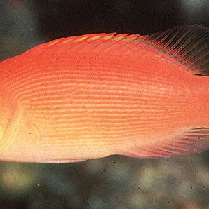 Wrasse: Disappearing