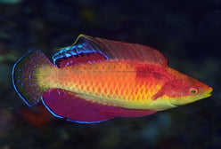 Wrasse: Tonos Fairy; Male