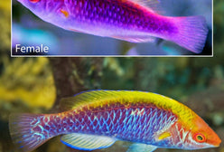 Wrasse: Tricolor Fairy; Male