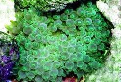 Anemone: Bubble Green