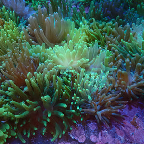 Anemone: Condylactis Color