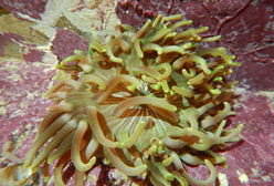 Anemone: Long Tentacle; Colore