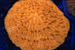 LPS: Fungia Coral Orange Met