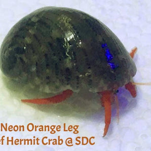 Crab: Neon Orange Hermit