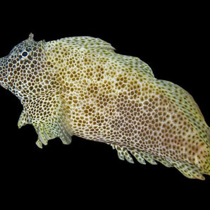 Blenny: Sailfin