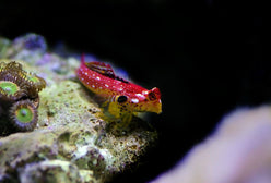 Blenny: Ruby Red Dragonette