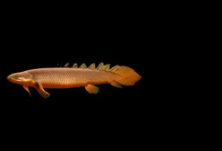 Bichir Senegalese