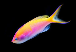 Anthias: Bartletts; Fem; Mar