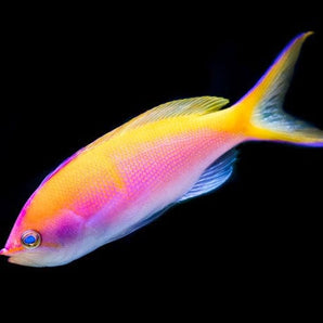 Anthias: Bartletts; Fem; Mar