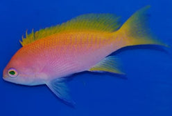 Anthias: Bimaculatus; Female