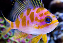 Anthias: Borbonius (Blotchy)