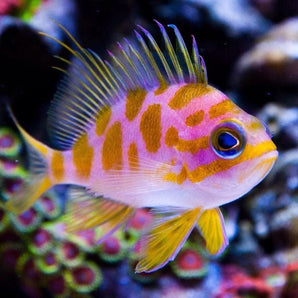 Anthias: Borbonius (Blotchy)