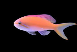 Anthias: Carberry; Fem; Afr.