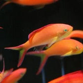 Anthias: Ignitus; Female