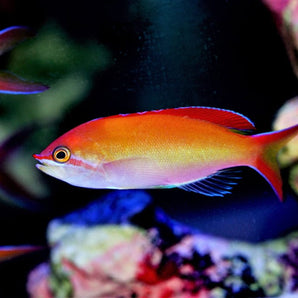 Anthias: Ignitus; Male