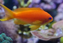 Anthias: Orange (Blue Eye); Fe