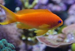 Anthias: Orange (Blue Eye); Fe