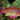 Anthias: Or. (Blue Eye); M; Af