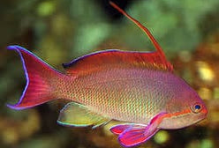 Anthias: Or. (Blue Eye); M; Af