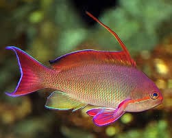 Anthias: Or. (Blue Eye); M; Af