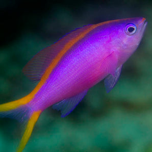 Anthias: Purple Queen Female