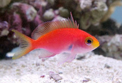 Anthias: Randalls; Female