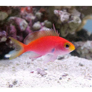 Anthias: Randalls; Female