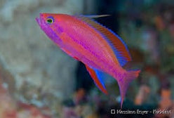 Anthias: Randalls; Male