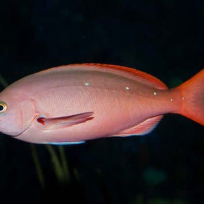 Anthias: Ruby