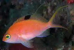 Anthias: Sacura; Female; Japan