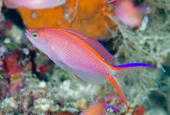 Anthias: Smithvanizi (Princess