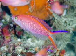 Anthias: Smithvanizi (Princess