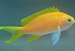 Anthias: Square (Yellow); Fem.