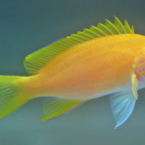 Anthias: Square (Yellow); Fem.