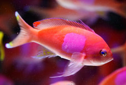 Anthias: Square (Pink); Male