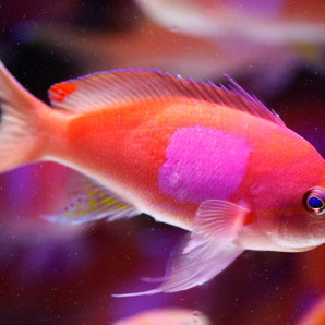 Anthias: Square (Pink); Male