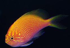 Anthias: Sunburst